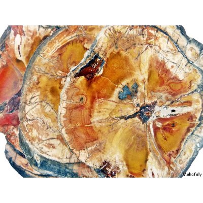 versteinertes Holz aus Madagaskar