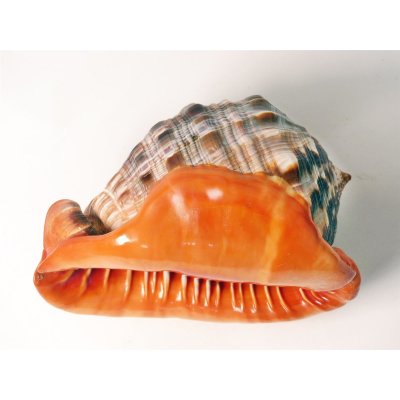 Muscheln und Schnecken