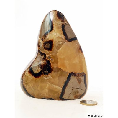 versteinertes Holz / Septarien