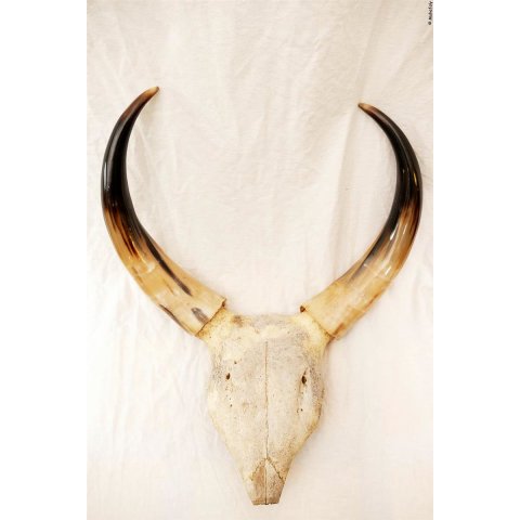 Zebukopf Hornsch&auml;del pr&auml;pariert mit abnehmbaren H&ouml;rnern ca. 40 x 30 cm = Code P