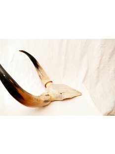 Zebukopf Hornsch&auml;del pr&auml;pariert mit abnehmbaren H&ouml;rnern ca. 40 x 30 cm = Code P