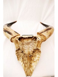 Zebukopf Hornsch&auml;del pr&auml;pariert mit abnehmbaren H&ouml;rnern ca. 40 x 30 cm = Code P