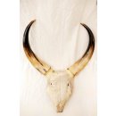 Zebukopf Hornsch&auml;del pr&auml;pariert mit abnehmbaren H&ouml;rnern ca. 40 x 30 cm = Code P