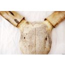 Zebukopf Hornsch&auml;del pr&auml;pariert mit abnehmbaren H&ouml;rnern ca. 40 x 30 cm = Code P