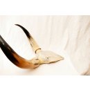 Zebukopf Hornsch&auml;del pr&auml;pariert mit abnehmbaren H&ouml;rnern ca. 40 x 30 cm = Code P