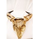 Zebukopf Hornsch&auml;del pr&auml;pariert mit abnehmbaren H&ouml;rnern ca. 40 x 30 cm = Code P