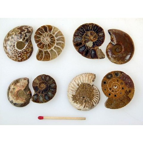 1 x Ammoniten Paar Durchmesser 25 bis 40 mm