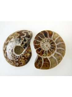 1 x Ammoniten Paar Durchmesser 25 bis 40 mm