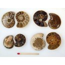 1 x Ammoniten Paar Durchmesser 25 bis 40 mm