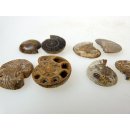 1 x Ammoniten Paar Durchmesser 25 bis 40 mm