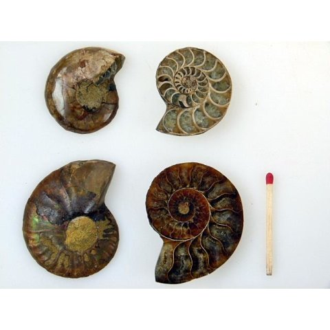 1 x Ammoniten Paar Durchmesser 40 bis 50 mm
