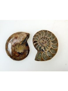 1 x Ammoniten Paar Durchmesser 40 bis 50 mm