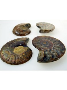 1 x Ammoniten Paar Durchmesser 40 bis 50 mm