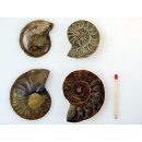 1 x Ammoniten Paar Durchmesser 40 bis 50 mm