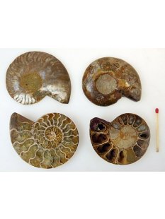 1 x Ammoniten Paar Durchmesser 50 bis 70 mm