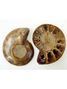 1 x Ammoniten Paar Durchmesser 50 bis 70 mm