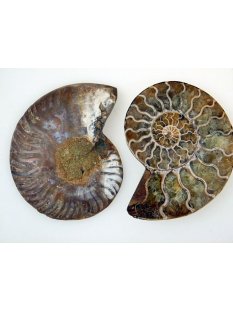 1 x Ammoniten Paar Durchmesser 50 bis 70 mm
