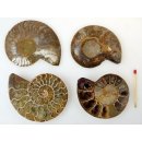 1 x Ammoniten Paar Durchmesser 50 bis 70 mm