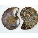 1 x Ammoniten Paar Durchmesser 50 bis 70 mm