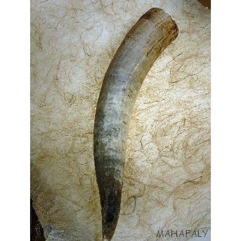 Watussi Horn. 55 bis 65 cm natur roh