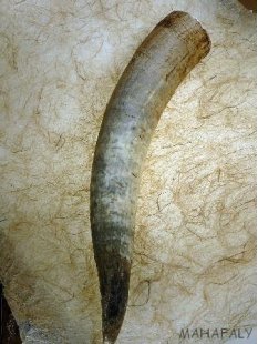 Watussi Horn. 55 bis 65 cm natur roh