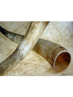 Watussi Horn. 55 bis 65 cm natur roh