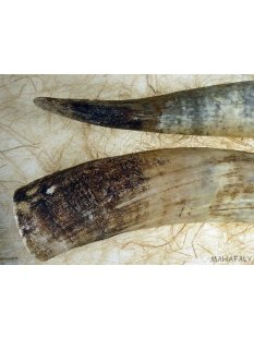 Watussi Horn. 55 bis 65 cm natur roh