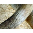 Watussi Horn. 55 bis 65 cm natur roh