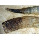 Watussi Horn. 55 bis 65 cm natur roh