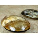 Horn Menage 100 x 65 mm im Set Salz + Pfeffer oval  Code G