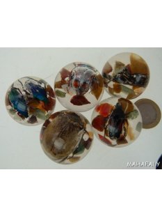 K&auml;ferkugeln Insekten in Acryl D: 30 mm