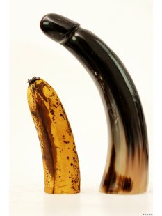 Horn Phallusskulptur und Dildo. 21 bis 24 cm = Code E...