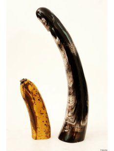 Horn Phallusskulptur und Dildo 24 bis 27 cm = Code F...
