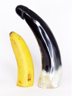 Horn Phallusskulptur und Dildo 24 bis 27 cm = Code F gl&auml;nzend poliert