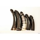 Horn Phallusskulptur und Dildo mit G&uuml;rtelschlitz. 15 bis 17 cm = Code C gl&auml;nzend poliert