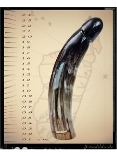 Horn Phallusskulptur und Dildo mit G&uuml;rtelschlitz. 21 bis 24 cm = Code E gl&auml;nzend poliert