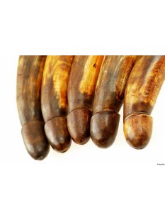 Horn Phallusskulptur und Dildo mit G&uuml;rtelschlitz. 21 bis 24 cm = Code E seidenmatt natur