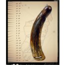 Horn Phallusskulptur und Dildo mit G&uuml;rtelschlitz. 21 bis 24 cm = Code E seidenmatt natur