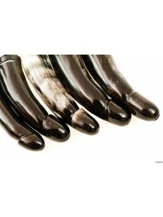 Horn Phallusskulptur und Dildo mit G&uuml;rtelschlitz 12 bis 15 cm = Code B gl&auml;nzend poliert