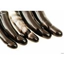 Horn Phallusskulptur und Dildo mit G&uuml;rtelschlitz 12 bis 15 cm = Code B gl&auml;nzend poliert