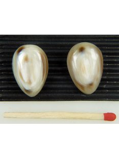 Ohrclips. gew&ouml;lbt 15 mm = Code E hell rund