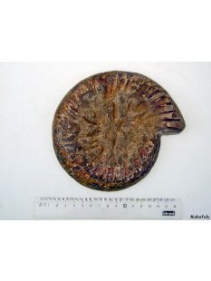 AM01 Ammonit Querschnitt D 160 mm allseitig poliert 740 g