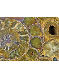 AM01 Ammonit Querschnitt D 160 mm allseitig poliert 740 g