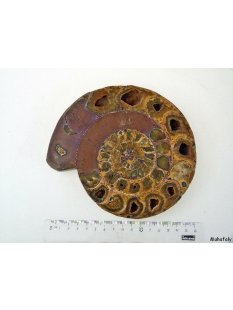 AM01 Ammonit Querschnitt D 160 mm allseitig poliert 740 g