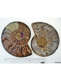 AM02 Ammoniten Paar D 160 mm allseitig poliert 740 g