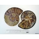 AM02 Ammoniten Paar D 160 mm allseitig poliert 740 g