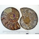 AM02 Ammoniten Paar D 160 mm allseitig poliert 740 g