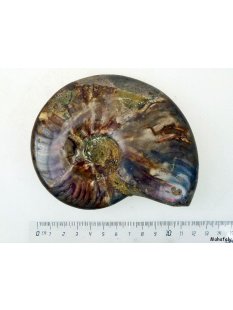 AMP13 Ammonit ungeteilt irisierend D 70 mm allseitig...