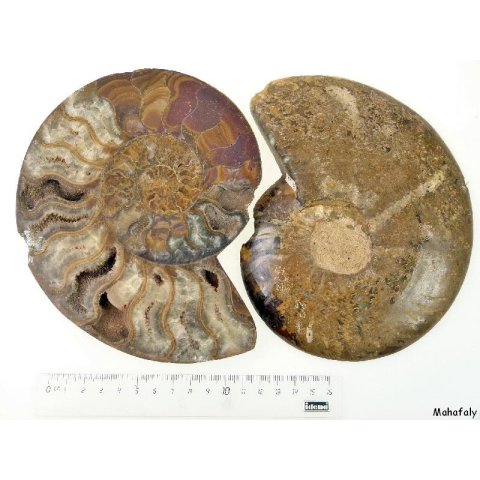 AM21 Ammonit Paar D 150 mm allseitig poliert 1005 g