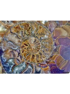 AM21 Ammonit Paar D 150 mm allseitig poliert 1005 g